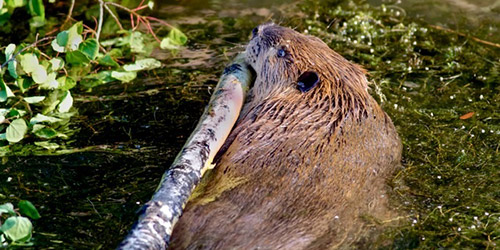 Beaver Habitat