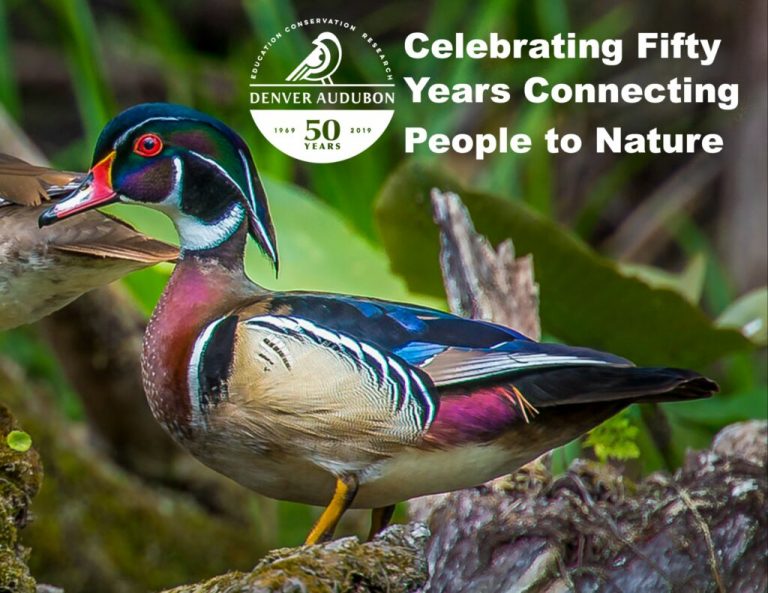 Big Year Birding Contest Winners Denver Audubon