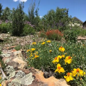 Prairie Zinnia in bloom