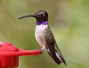 black-chinned hummingbird at feeder