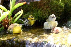 Wilson's, Townsend's and Orange-Crowned Warblers at a waterfall