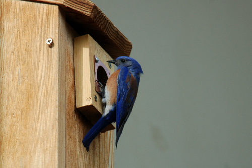 Colorado Bluebird Project 2020 Nesting Success - Denver Audubon