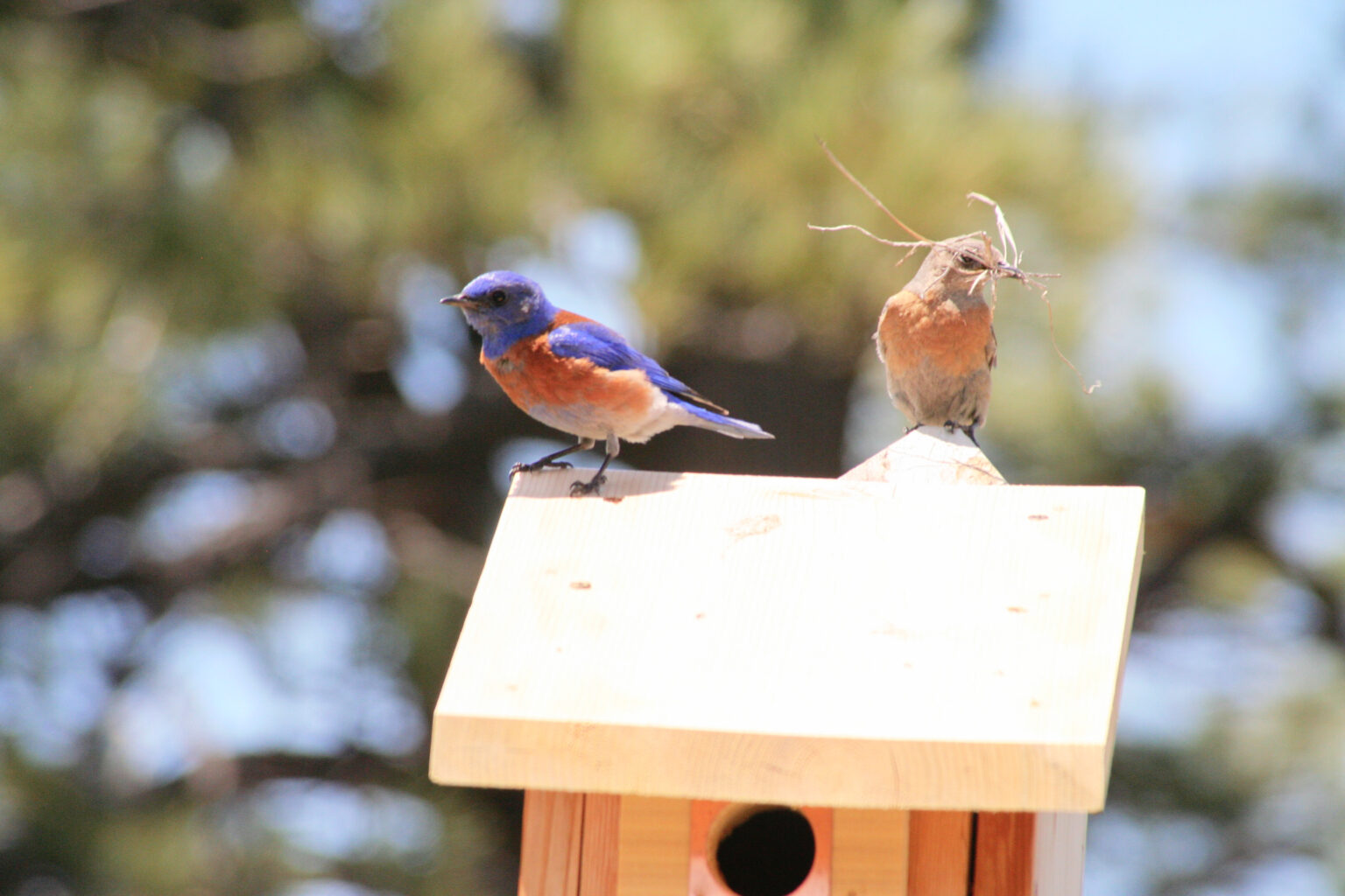 Colorado Bluebird Project 2020 Nesting Success - Denver Audubon