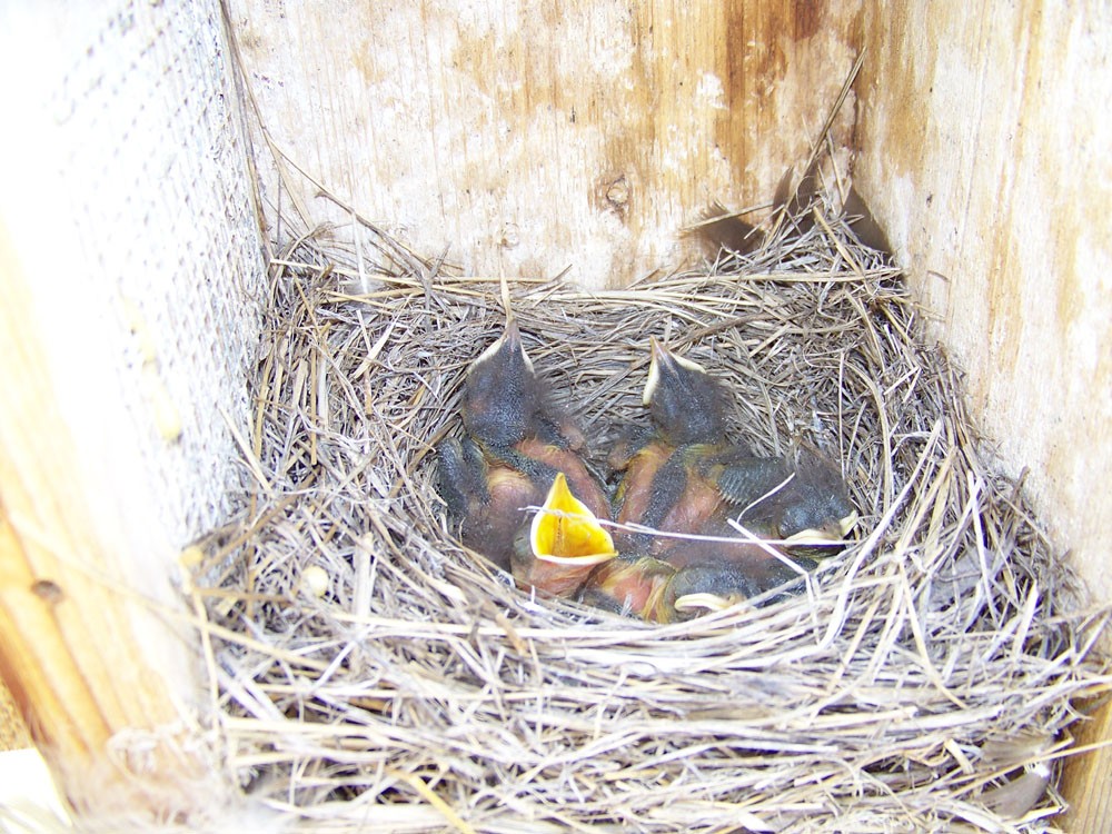 Colorado Bluebird Project 2020 Nesting Success - Denver Audubon