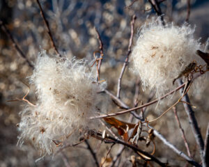 Western Virgin’s Bower gone to seed (Clematis ligusticifolia)