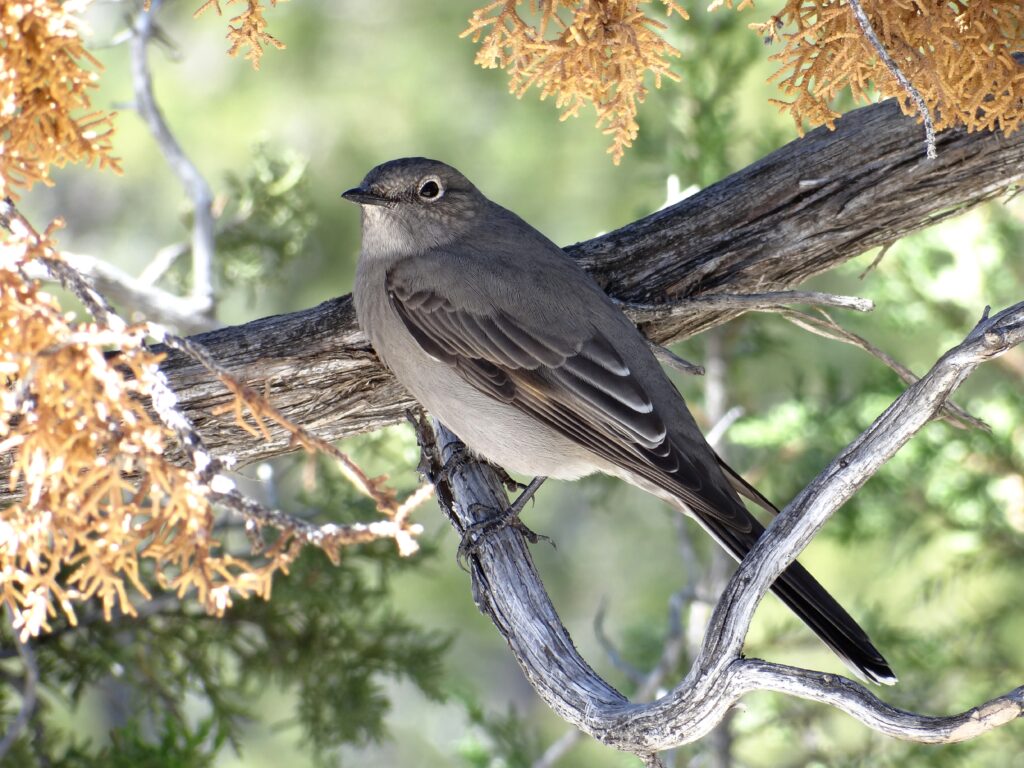 Townsend's Solitaire on tree branch