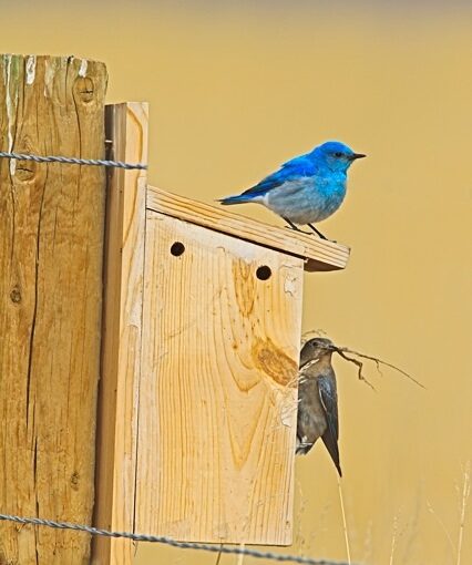 Mountain Bluebird on nest box