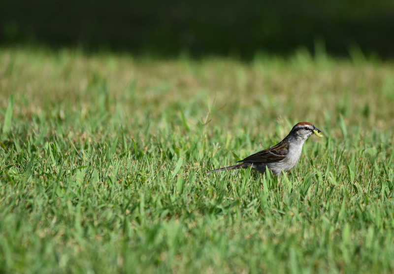 Chipping Sparrow in Grass