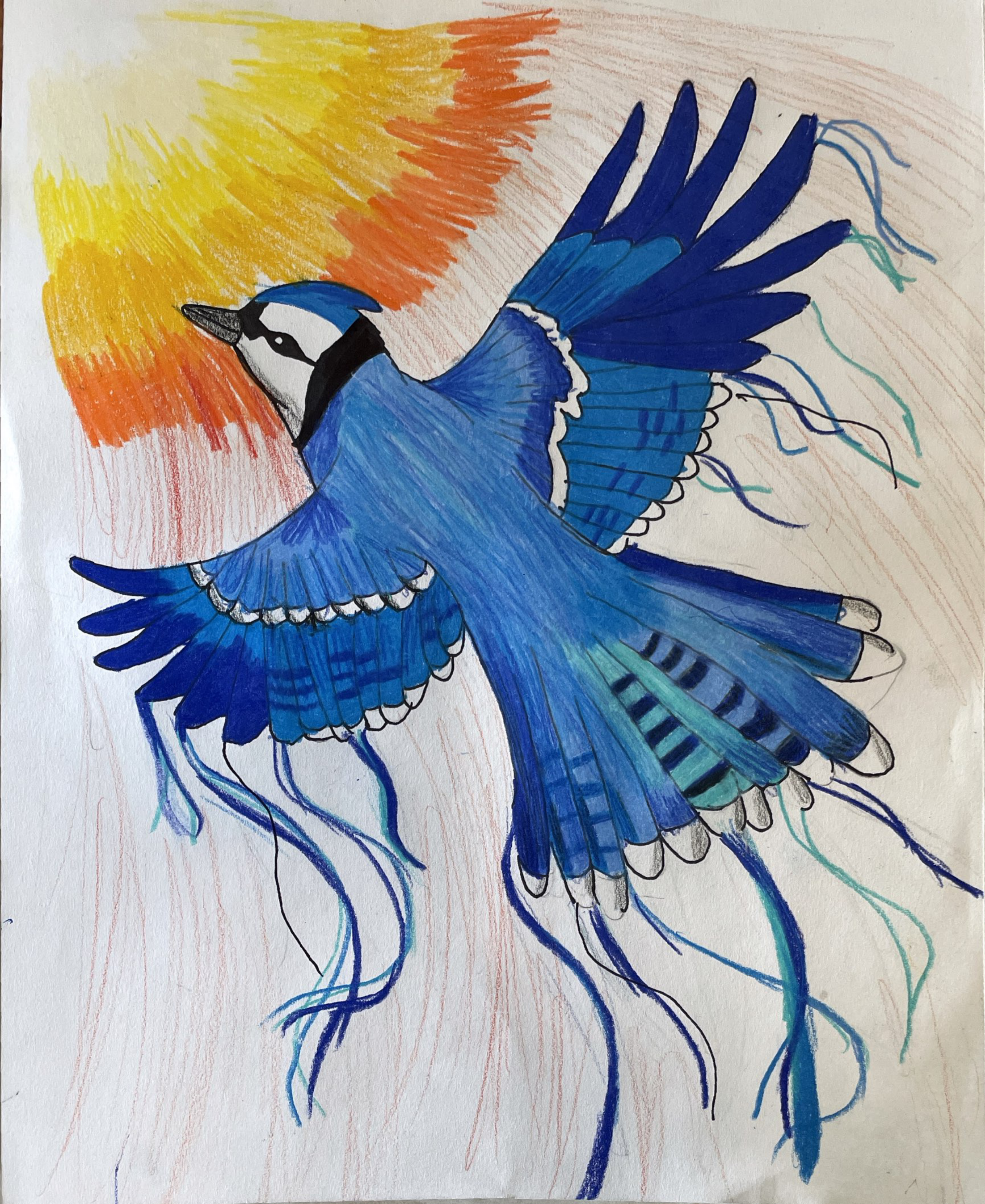 How to draw a blue jay