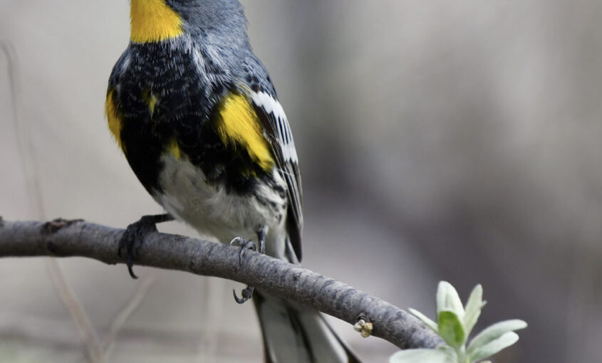 Yellow-rumped Warbler. Photo: Kyle Horton