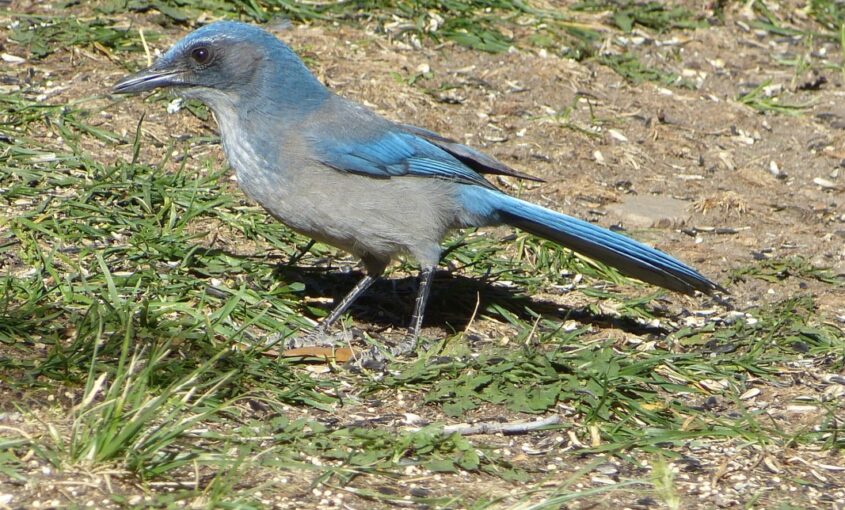 Woodhouse's Scrub-Jay in grass