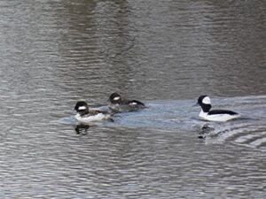 Group of buffleheads on water
