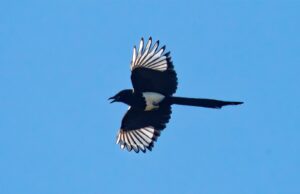 Black-billed Magpie in flight
