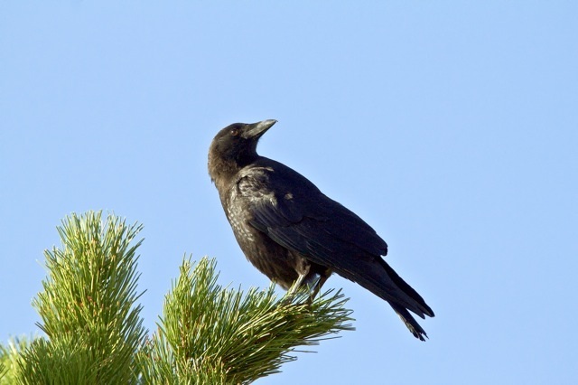 ONE SPOT REMAINING - Birding Beaver Ranch Park - Denver Audubon