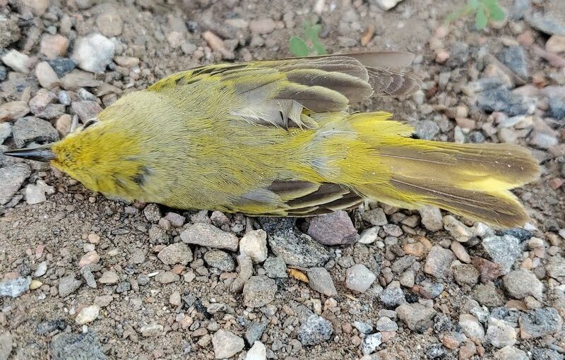 dead yellow warbler