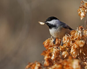Black-capped Chickadee with Seed