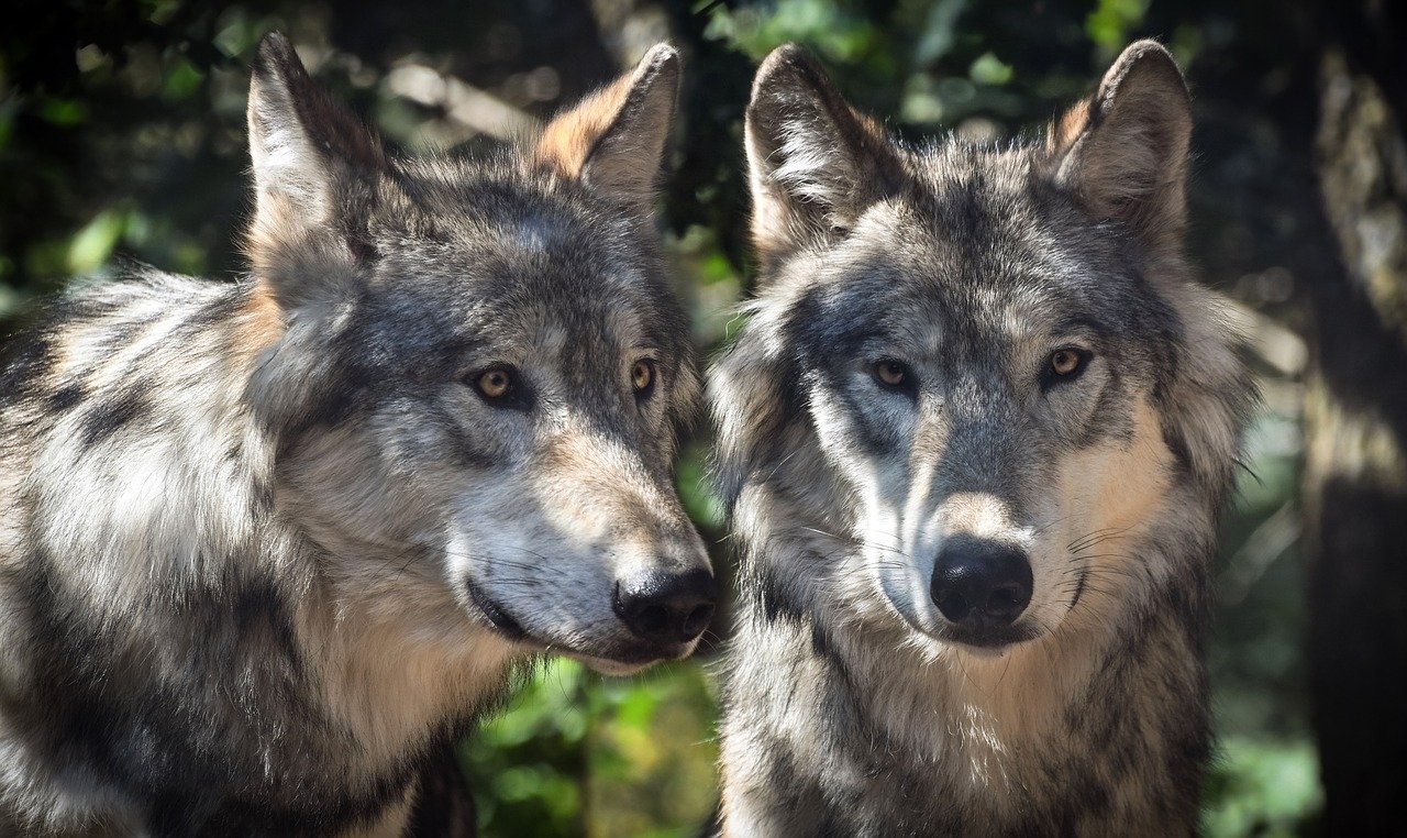 Two Wolves - Pixaby Image