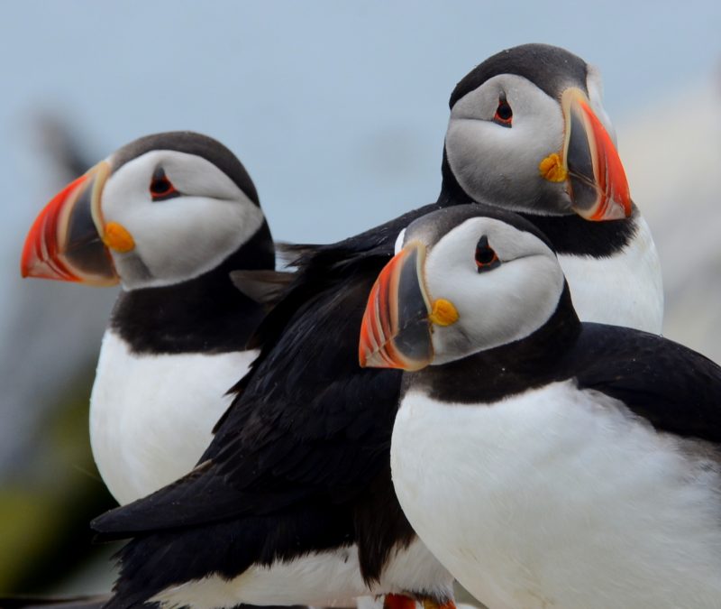 Acadia Birding Festival + Boreal Species Hotspots Denver Audubon