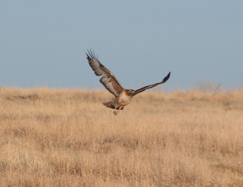 Swainson's Hawk by Bill Schreitz