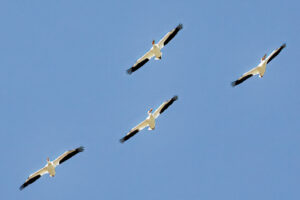 Group of pelicans in flights