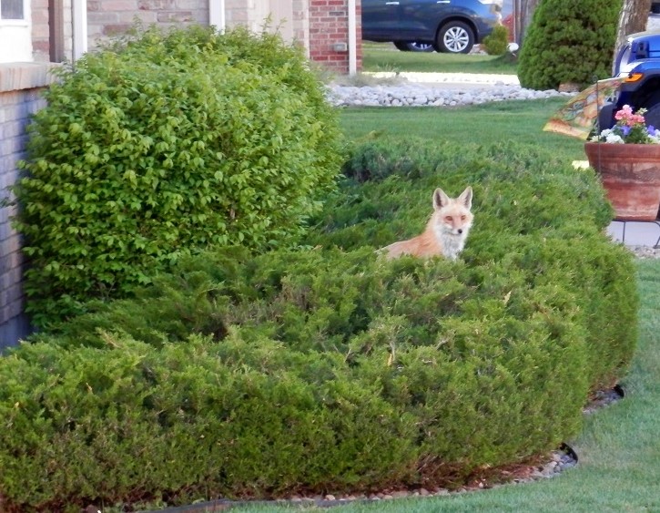 Fox in evergreen