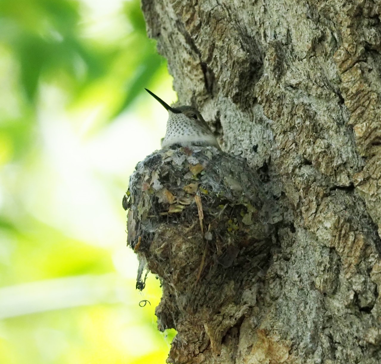 Broad-tailed Hummingbird on Nest by Bill Schreitz