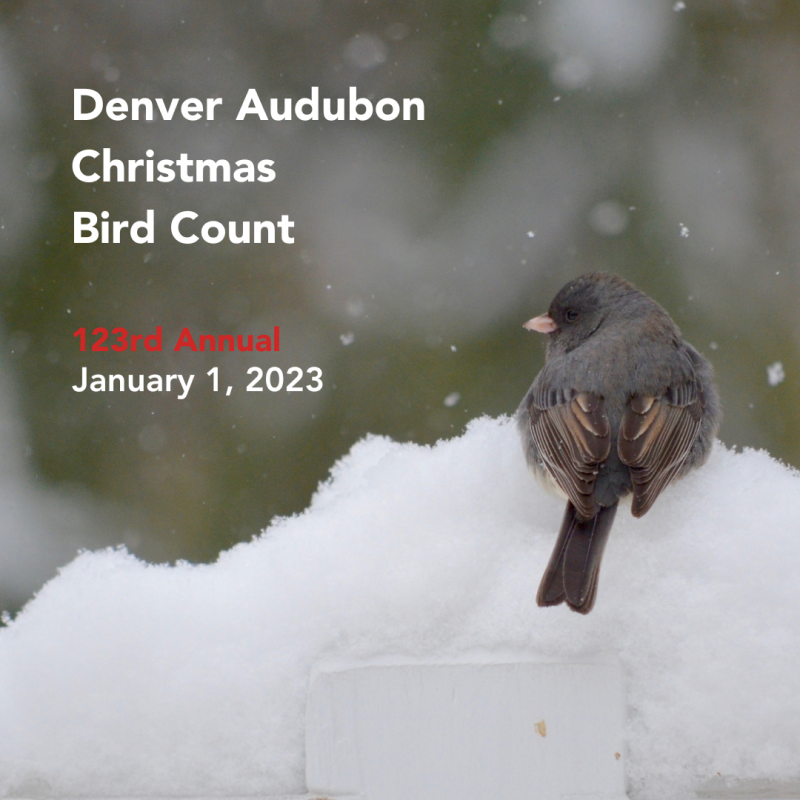 Denver Audubon Christmas Bird Count 2023