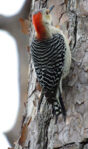 Red-bellied Woodpecker clinging to the bark of a tree
