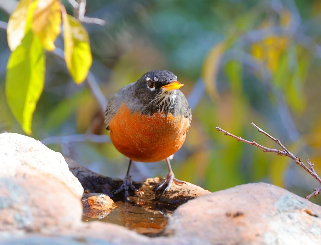 American Robin standing on a water feature