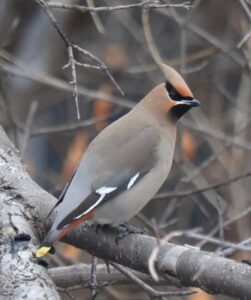 Profile of a single Bohemian Waxwing perched on a branch