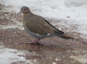 White-winged Dove standing on the ground