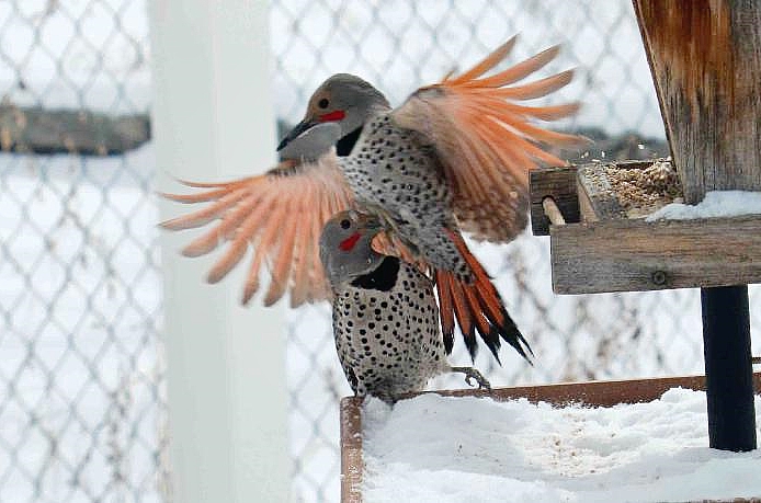 Two male Northern Flickers