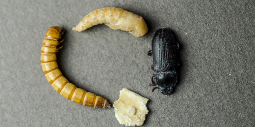 mealworm life cycle image