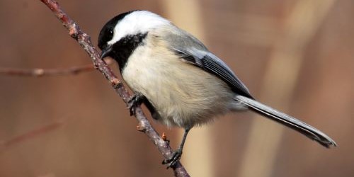 Black-Capped Chickadee 3 by Dick Vogel web 500x250