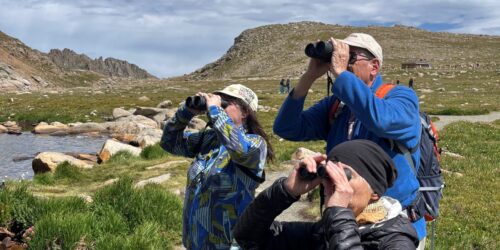 christmas bird count